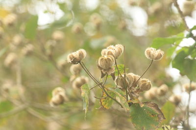 Close-up of plant