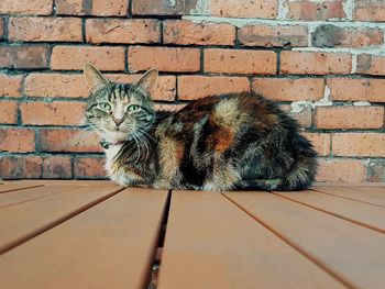 Portrait of cat sitting on brick wall