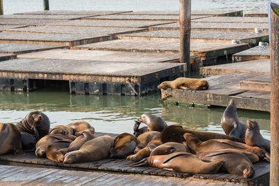 High angle view of sheep on pier at lake