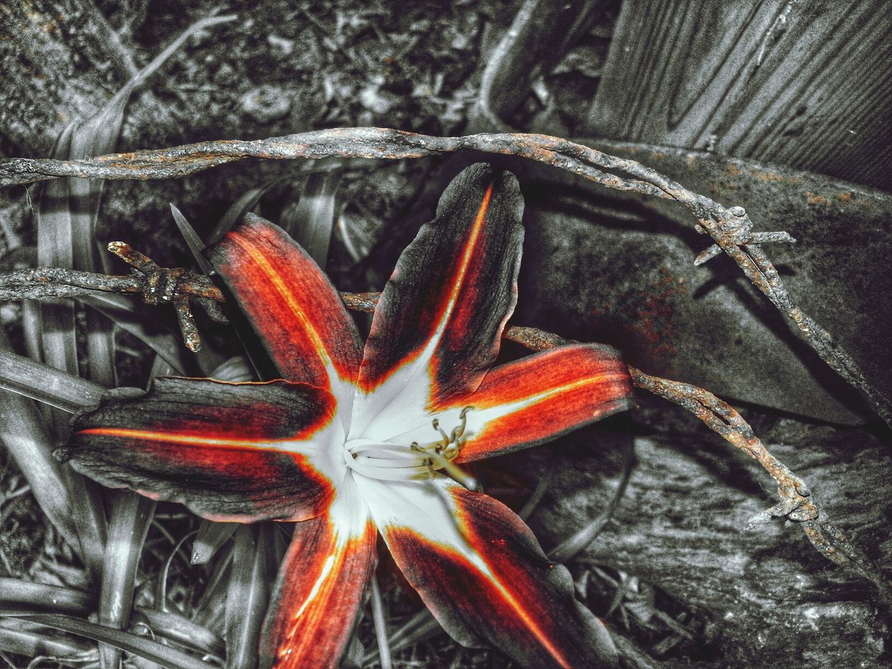 high angle view, close-up, orange color, no people, pattern, outdoors, full frame, day, backgrounds, still life, metal, star shape, nature, red, creativity, sunlight, art and craft, textured, art