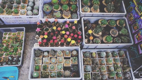 High angle view of flowers for sale in market