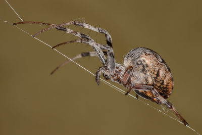 Close-up of spider on web