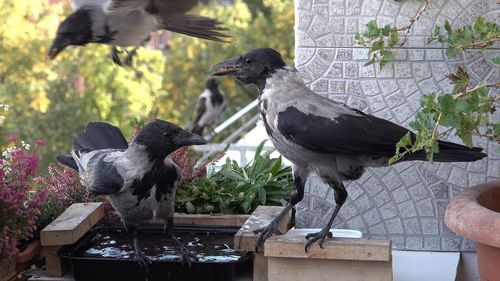 Birds perching on a bird