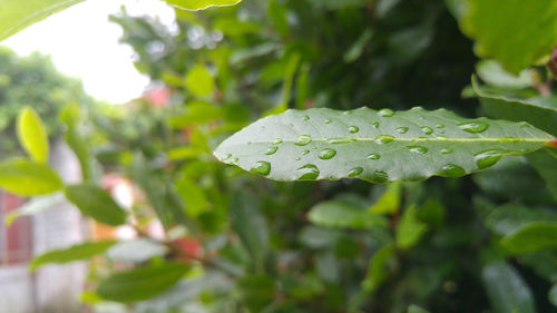 Close-up of raindrops on leaves