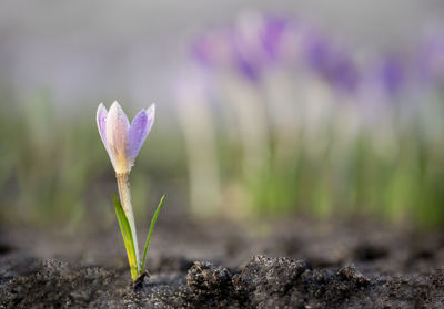 Close-up of purple crocus flower on field
