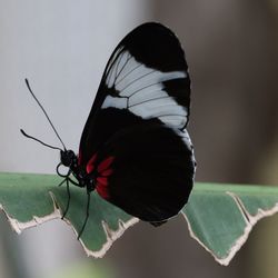 Close-up of butterfly on flower