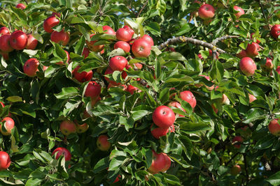 Close-up of apples on tree