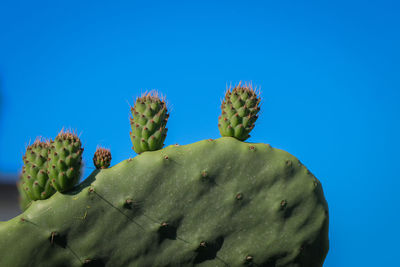 Low angle view of prickly pear cactus against blue sky