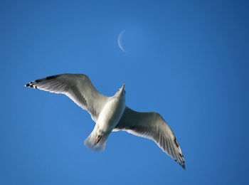 Low angle view of birds flying against blue sky