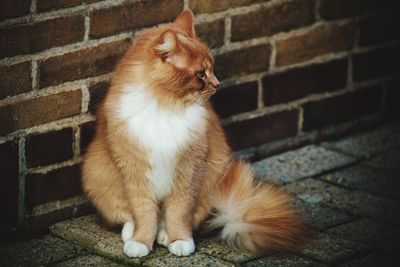 Cat sitting on brick wall