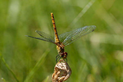 Close-up of dragonfly on plant