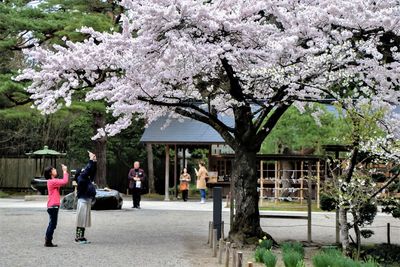 Flower tree in city