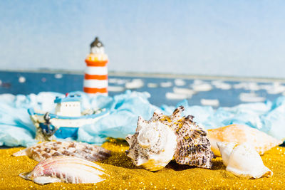 Close-up of seashell on beach