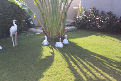 View of birds in park