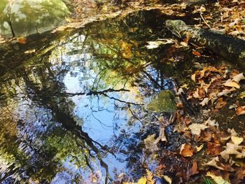 Reflection of trees in water