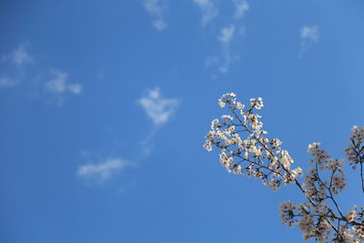 Low angle view of cherry blossoms against blue sky