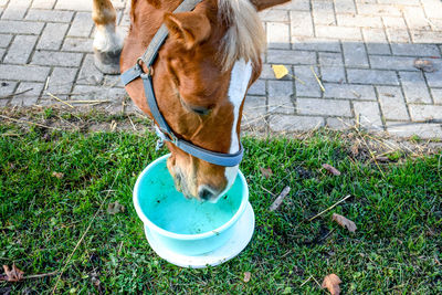 Horse standing on field