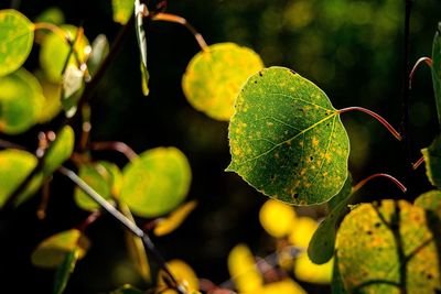 Close-up of green leaves on plant