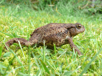 Close-up of frog walking on grassy field
