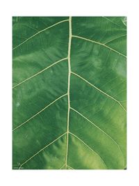 Full frame shot of green leaves