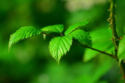 Close-up of green leaves