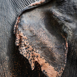 Full frame shot of an animal