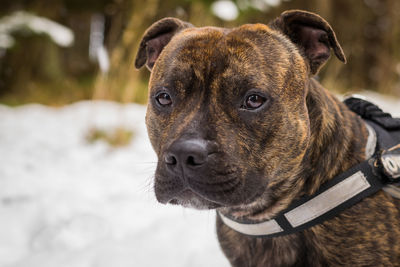 Close-up portrait of dog