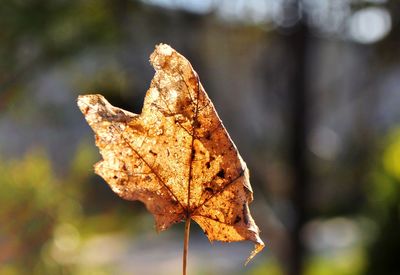 Close-up of dried maple leaf on tree