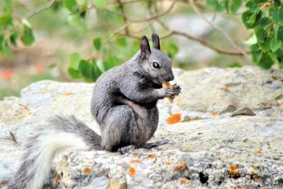 View of squirrel on rock