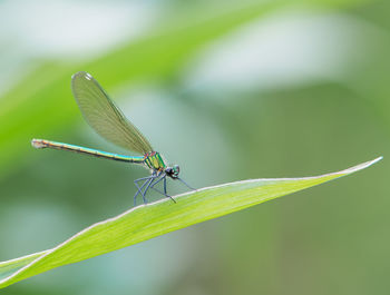 Close-up of grasshopper on leaf