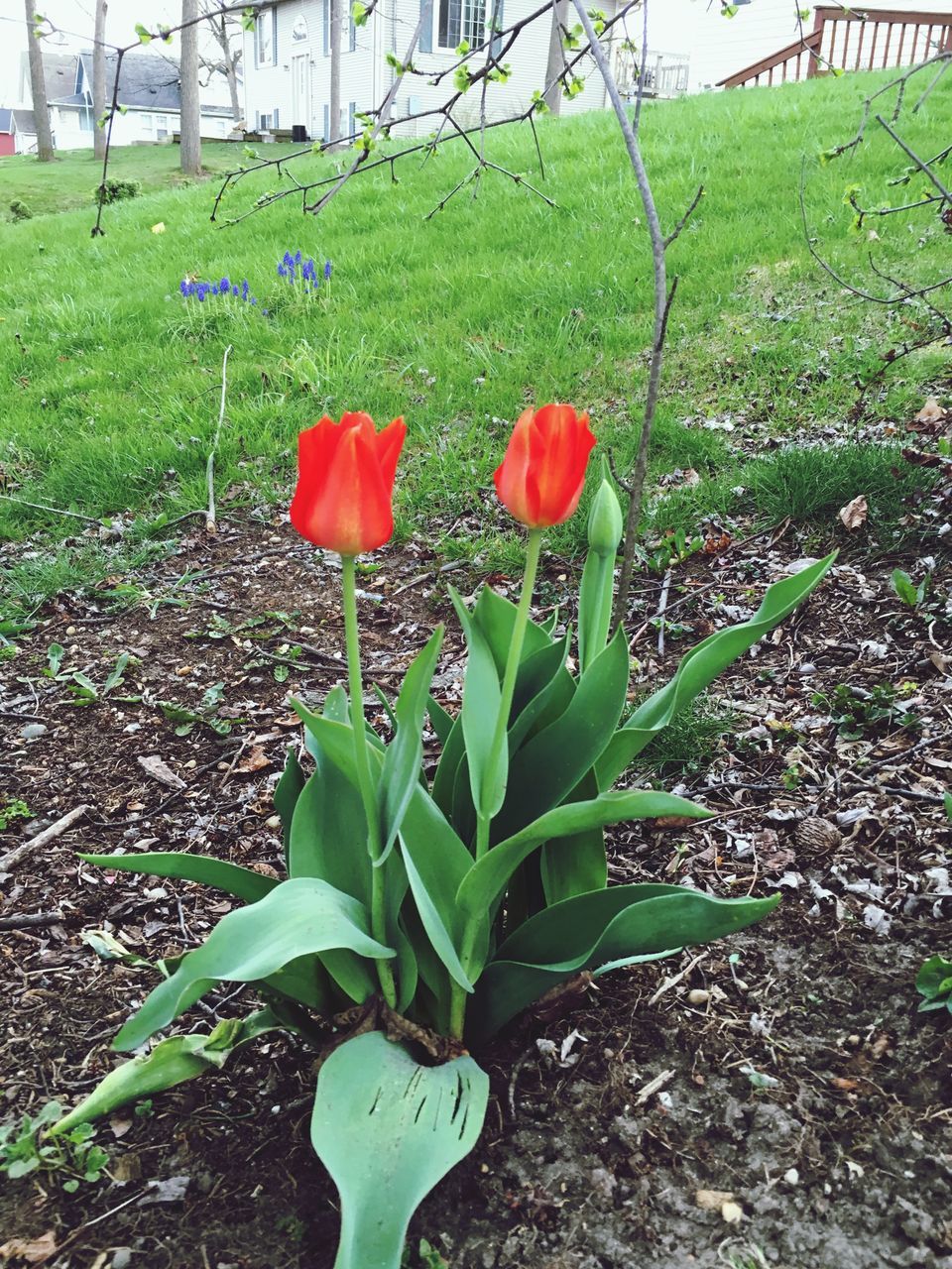 flower, growth, plant, freshness, fragility, leaf, petal, beauty in nature, nature, tulip, green color, field, flower head, blooming, stem, sunlight, in bloom, red, day, growing