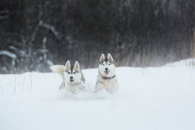 Portrait of dog in snow