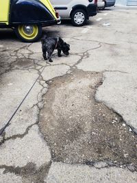 High angle view of dog on street