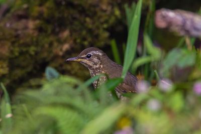 Close-up of a bird