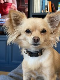 Close-up portrait of dog at home