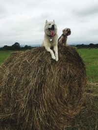 Dog in a field