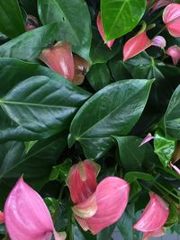 High angle view of pink flowering plant leaves