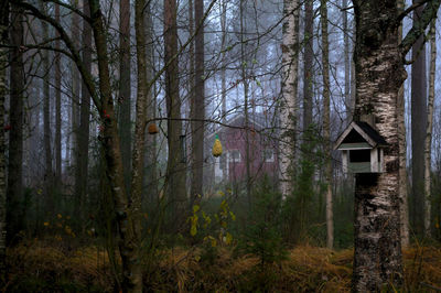 Trees and plants in forest