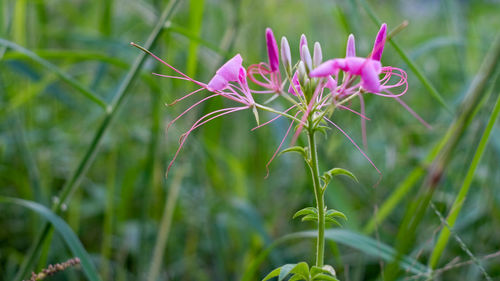 Close-up of flower against blurred background