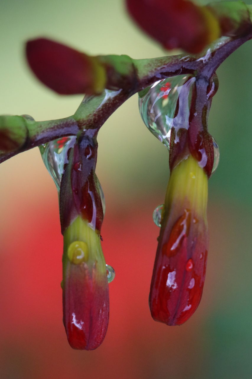 CLOSE-UP OF WET RED BERRIES ON PLANT