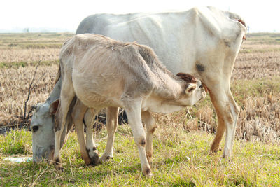 Horses in a field