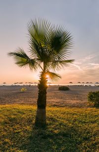 Palm tree on field against sky during sunset