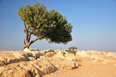 Tree on rocks against clear blue sky