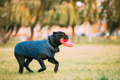 Dog running on field