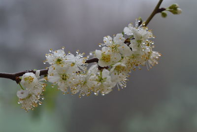 White plum blossoms, a cluster of beauty with raindrops