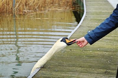 Swan gets human thumb