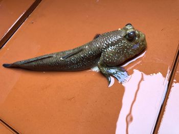 High angle view of lizard on table