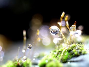 Close-up of plant against blurred background