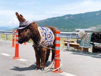 Donkey standing on road against mountain