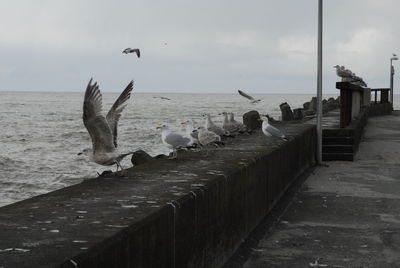 View of seagulls on wooden pier at beach